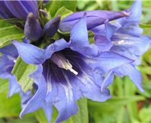 Gentiana Verna di val Dona (macro)